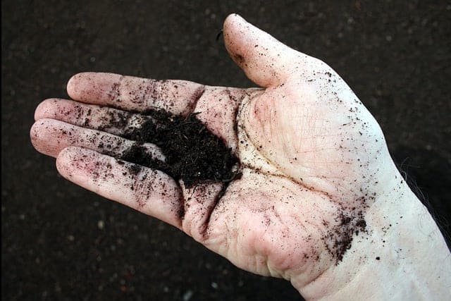 black compost in hand